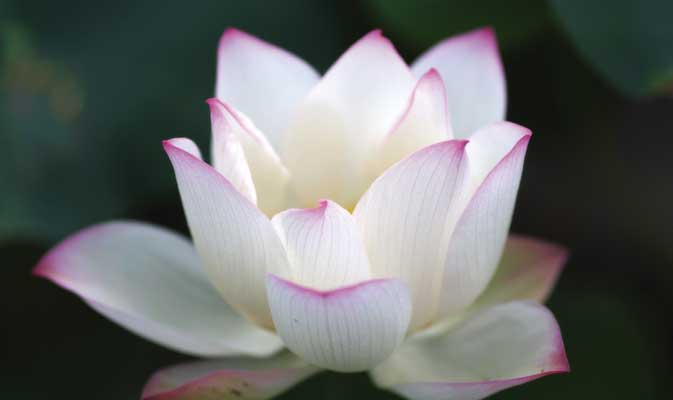 Physiotherapy and Osteopathy Koh Samui Thailand