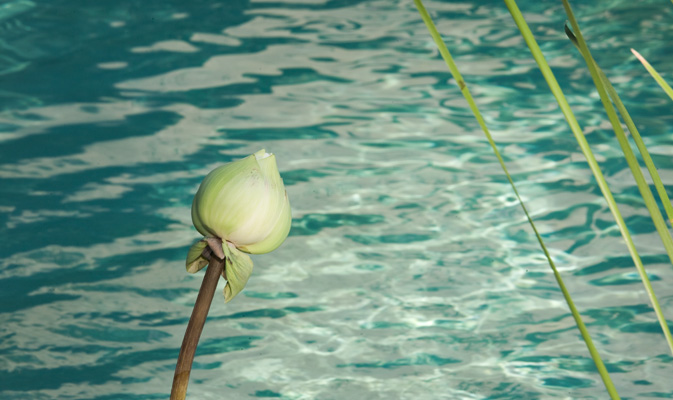 Wellness Thailand. Spine - Back Pain Healing
