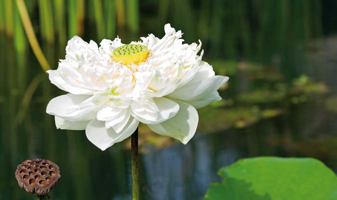 Soul Healing – Unfolding the Wings of Your Soul with Isabella Wilfing